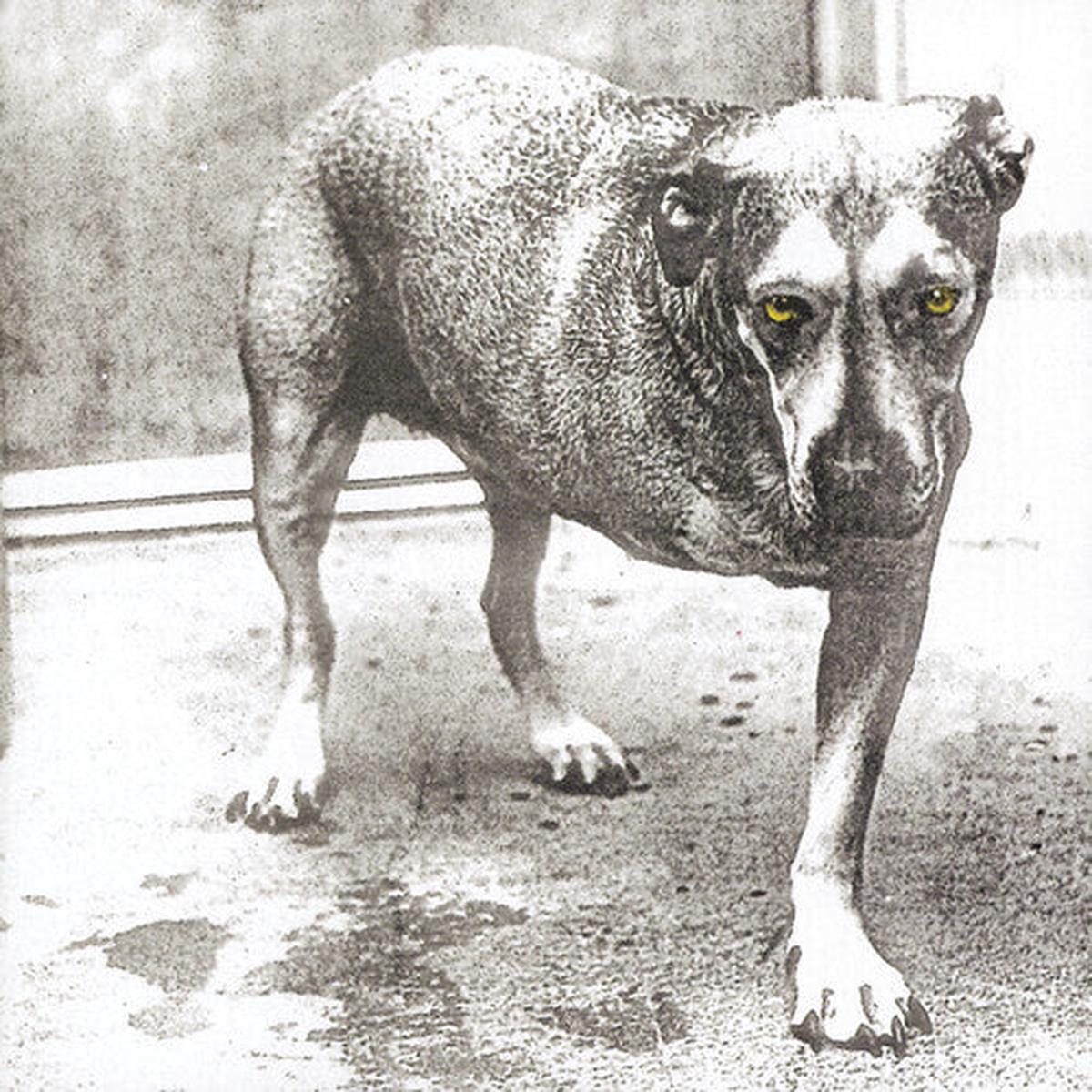 Alice In Chains – Alice In Chains 2LP